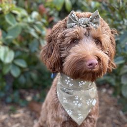 Australian Labradoodle and Labradoodle Puppies from Doodles_Ko