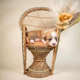 American Corgi and Pembroke Welsh Corgi Puppies from Constellation Corgi