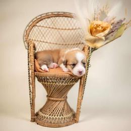American Corgi and Pembroke Welsh Corgi Puppies from Constellation Corgi