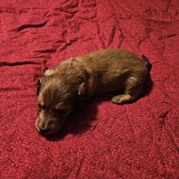 Carson - Red male Dachshund puppy in Spring Creek, Pennsylvania from Miles of Dachshunds