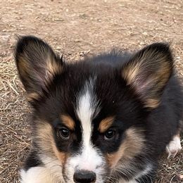 Pembroke Welsh Corgis from Shoemaker’s Corgis