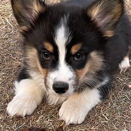 Pembroke Welsh Corgis from Shoemaker’s Corgis