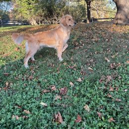 Rhaenyra - Golden Retriever