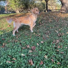 Rhaenyra - Golden Retriever