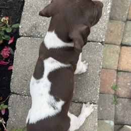 German Shorthaired Pointer Puppies from Mcshorthairs