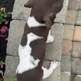 German Shorthaired Pointer Puppies from Mcshorthairs
