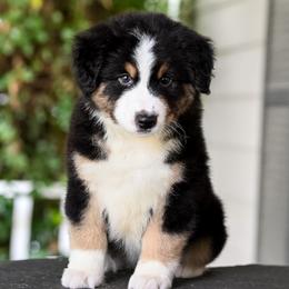 Adobo - male Miniature American Shepherd puppy in Raleigh, North Carolina from Bonbelle