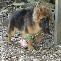 German Shepherd and Miniature American Shepherd Puppies from Bouchard’s Best Shepherds