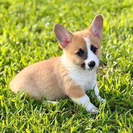 Red girl 1 - Red female Pembroke Welsh Corgi puppy in Rochester, Indiana from Stacy’s Pembroke Welsh Corgis