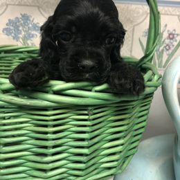 "Black Cocker M" Cavalier King Charles Spaniel and Cocker Spaniel Puppies from Encore Cockers