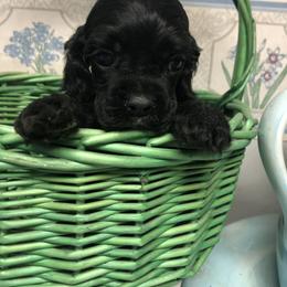 "Black Cocker M" Cavalier King Charles Spaniel and Cocker Spaniel Puppies from Encore Cockers