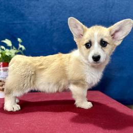 Silvesta - White and red female Pembroke Welsh Corgi puppy in Saint Ignatius, Montana from Rustic Barn Kennels