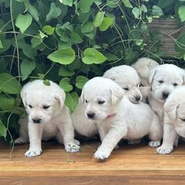 Labrador Retrievers from Hite’s Labs