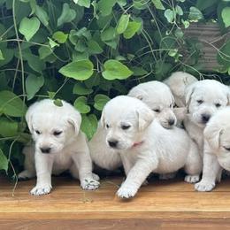 Labrador Retrievers from Hite’s Labs