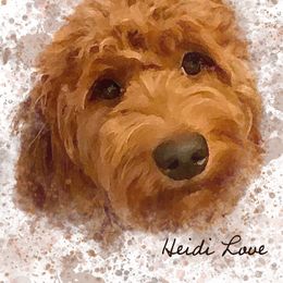 Heidi  - Goldendoodle