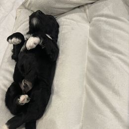 Portuguese Water Dog Puppies from Up A Creek Kennels
