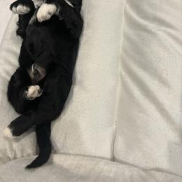 Portuguese Water Dog Puppies from Up A Creek Kennels