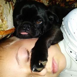 Sugar - Pug