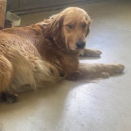 Golden Retrievers from Precious Golden's