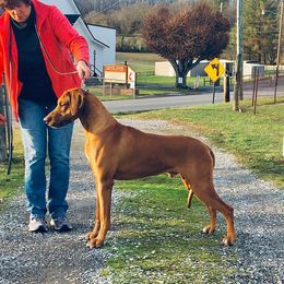 Keegan - Rhodesian Ridgeback