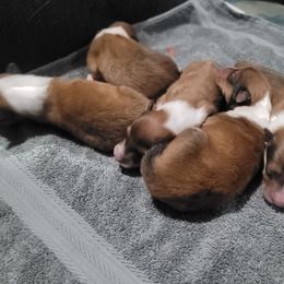 Collie puppies from Scenic View Kennel
