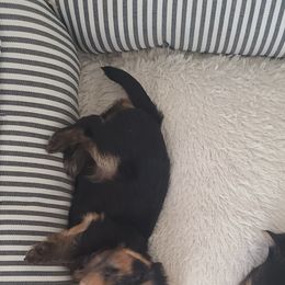 Yorkshire Terrier Puppies from Empress Kiss Yorkies