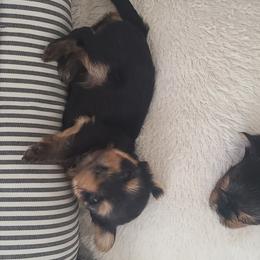 Yorkshire Terrier Puppies from Empress Kiss Yorkies