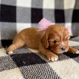 Cavalier King Charles Spaniel Puppies from Strawberry Hill Cavaliers