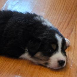 Spritz   Boy 2 - Black tri-color male Australian Shepherd puppy in Maryland from Lake Shore Australian Shepherds