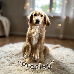 Presley - Dachshund