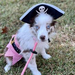 D'arcy - Red merle female Miniature Australian Shepherd puppy in Patterson, North Carolina from DreamLine Aussies