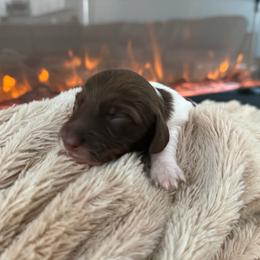 Girl 1 - Chocolate and tan female Dachshund puppy in North Fort Myers, Florida from Trust Fund Devil Kennel