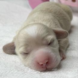 Kichi - Cream female Dachshund puppy in Fayetteville, North Carolina from RRD