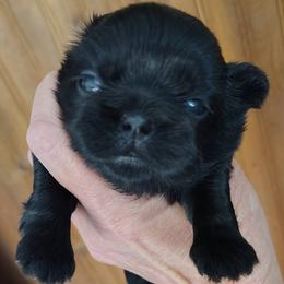 Allison - Allie - Black female Shih Tzu puppy in Palmyra, New York from Karen's Tzus of Palmyra-Macedon