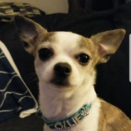 Ollie - Chihuahua