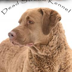 Ava - Chesapeake Bay Retriever