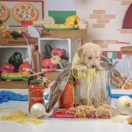 Orzo - Light golden male Golden Retriever puppy in Sierra Vista, Arizona from Golden Borealis