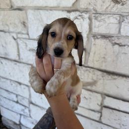 Willie - Piebald male Dachshund puppy in Troup, Texas from East Texas Dachshunds