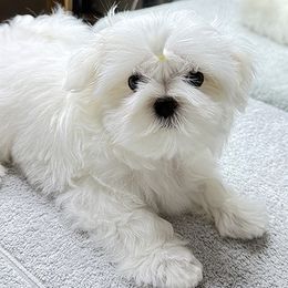 Platinum Dunes Winston Wigglebottom (aka Winnie). - White male Maltese puppy in North Carolina from Platinum Dunes Maltese Kennel