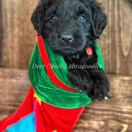 Australian Labradoodle, Cavapoo, and Goldendoodle Puppies from Deer Creek Labradoodles