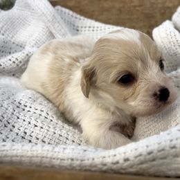 Breeze - Blenheim female Cavapoo puppy in Knoxville, Tennessee from Dukes Forever Doodles