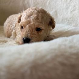 Cinnamon - Cream female Maltipoo puppy in San Diego, California from Maltipoos SD