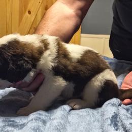 Boy 2 - Brown and white male Saint Bernard puppy in Clover, South Carolina from Sweetest Saints