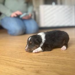 Beautiful Boy - Black white and tan male Shetland Sheepdog puppy in Rockville, Maryland from Robin Rice