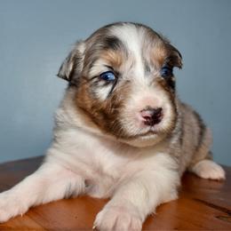 Female 3 - Blue merle female Australian Shepherd puppy in Hamilton, New Jersey from Birch Haus