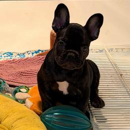 Duke - Black male French Bulldog puppy in Bolingbrook, Illinois from Flores Frenchies