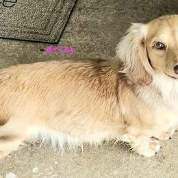 Miley - Dachshund