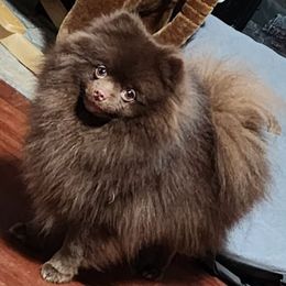 Thor - Pomeranian