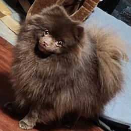 Thor - Pomeranian