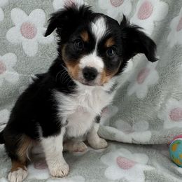 Manta - Black tri Toy Australian Shepherd puppy in San Tan Valley, Arizona from Arcola Ranch Toy Aussies